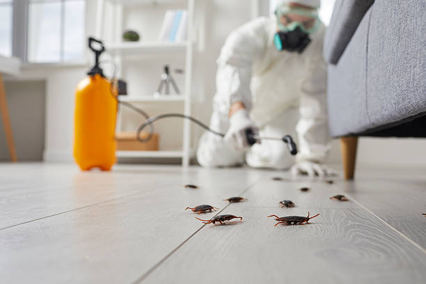 Affordable Termite Control solutions in Monroe, MI